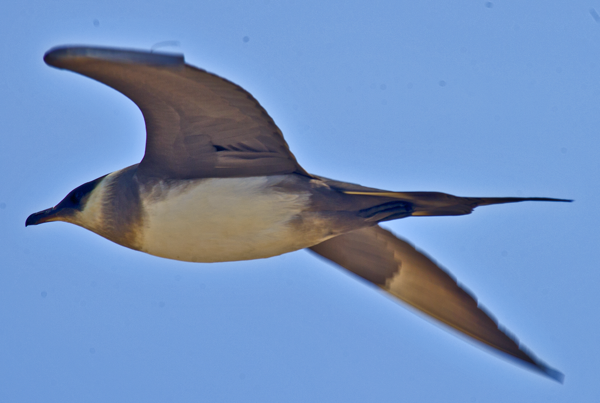 Parasitic Jaeger - ML638501325