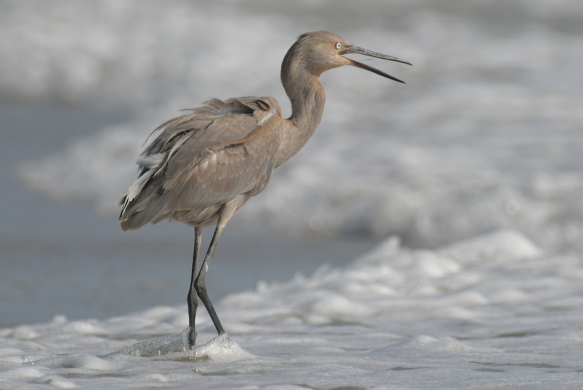 Reddish Egret - ML638501375