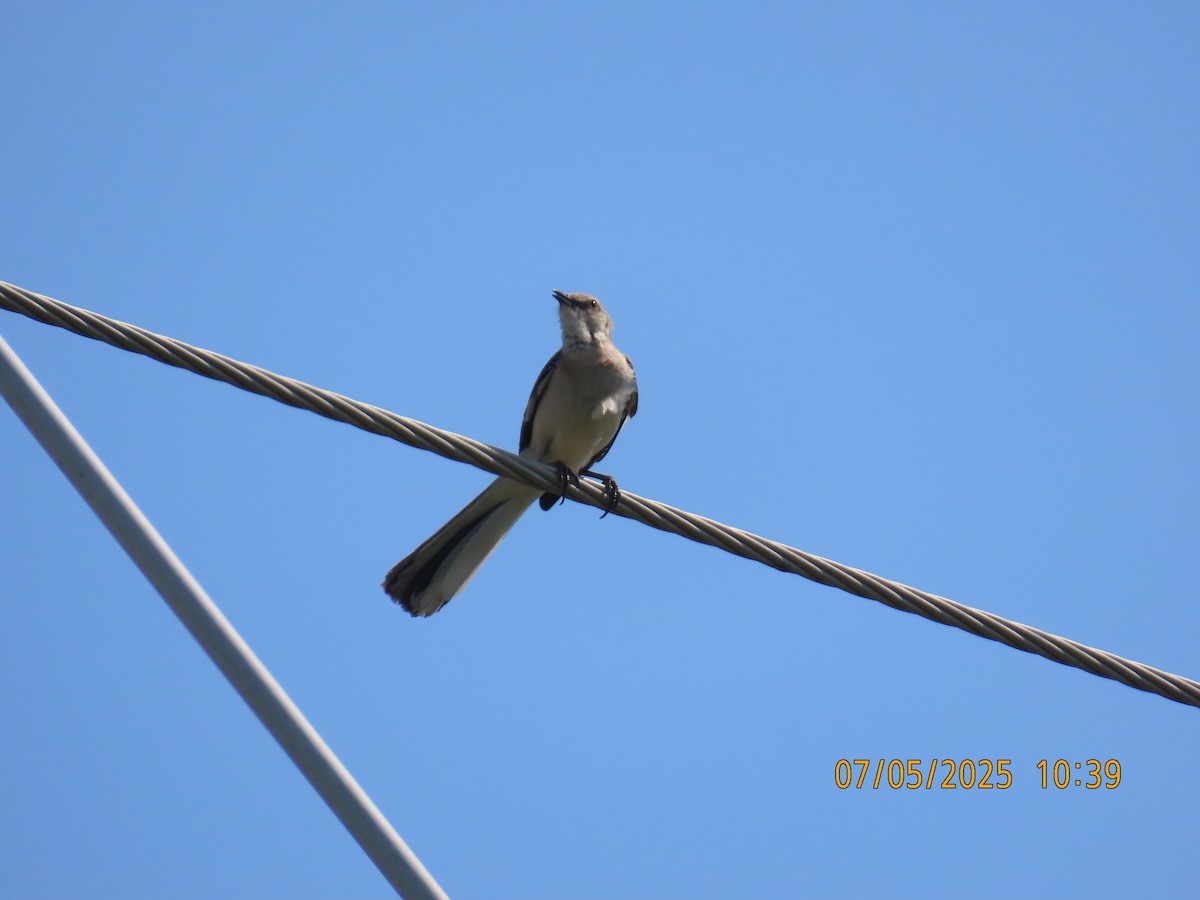 Northern Mockingbird - ML638501384