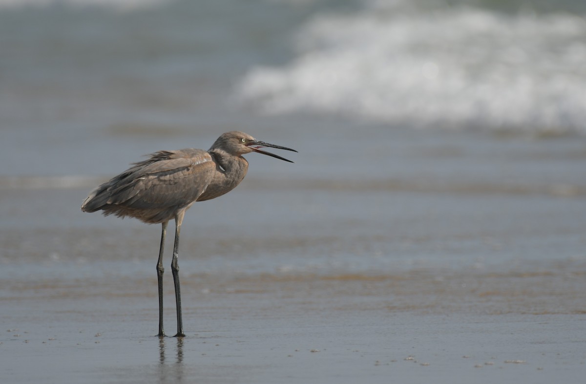 Reddish Egret - ML638501408