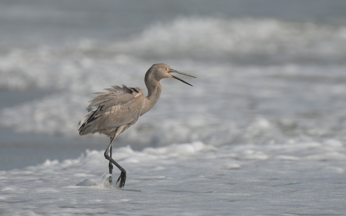 Reddish Egret - ML638501409