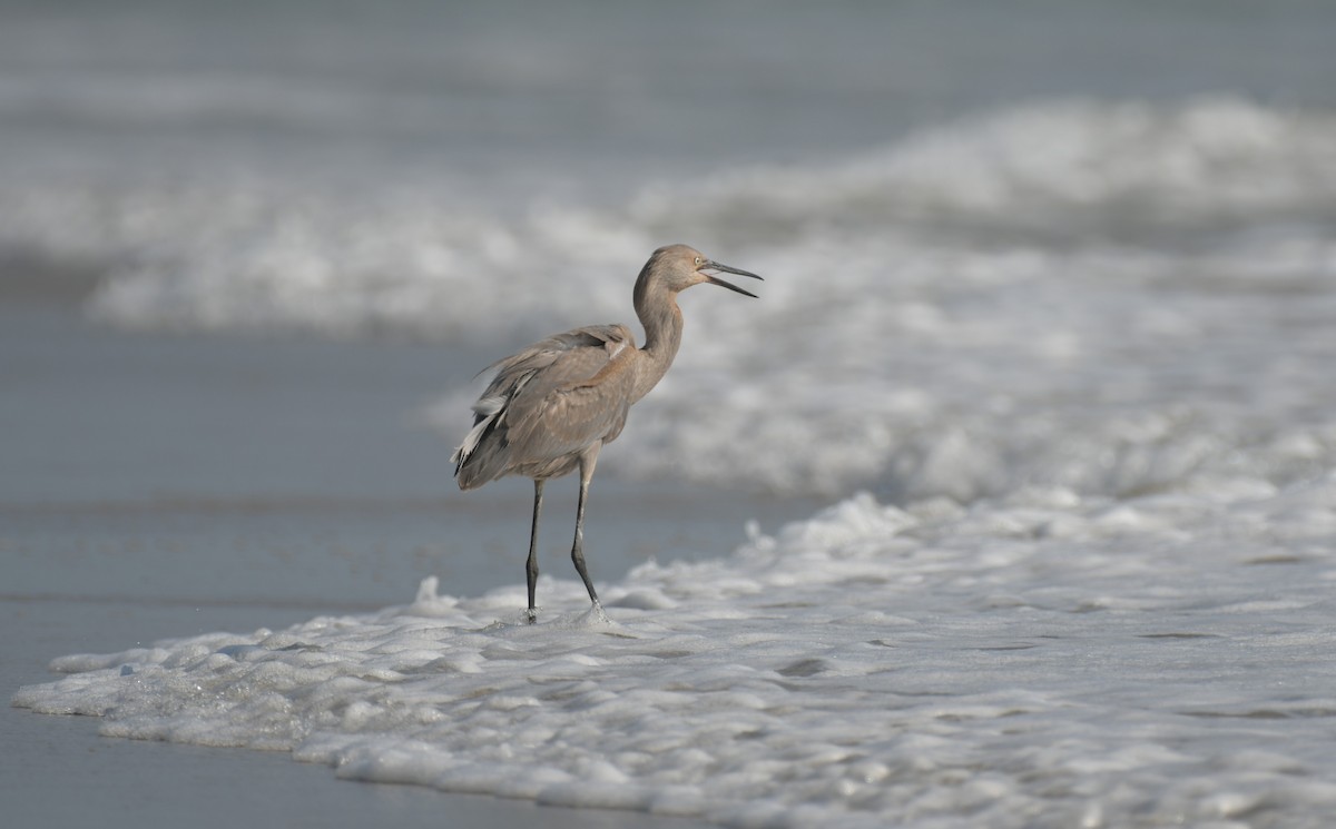 Reddish Egret - ML638501410