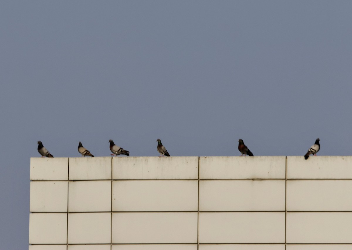 Rock Pigeon (Feral Pigeon) - ML638501445