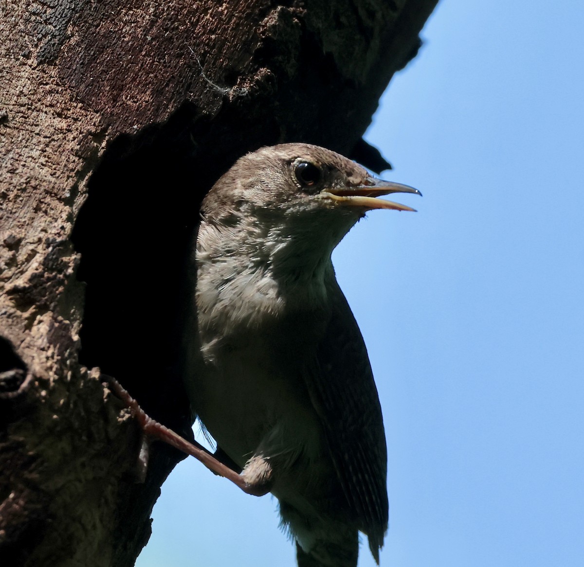 Northern House Wren - ML638501446