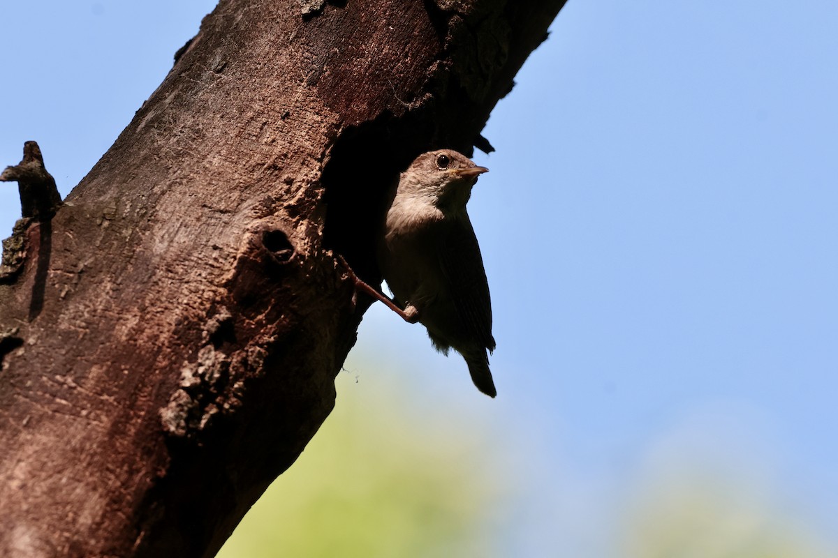 Northern House Wren - ML638501448