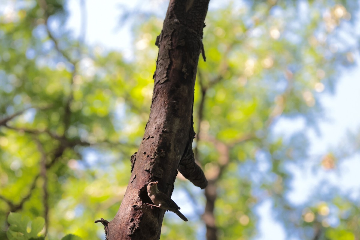 Northern House Wren - ML638501451