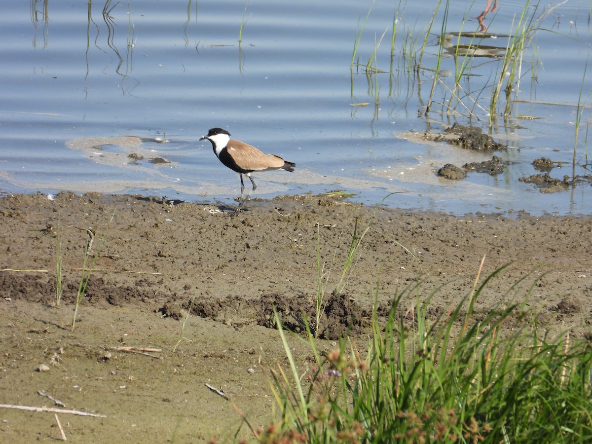 Spur-winged Lapwing - ML638501452