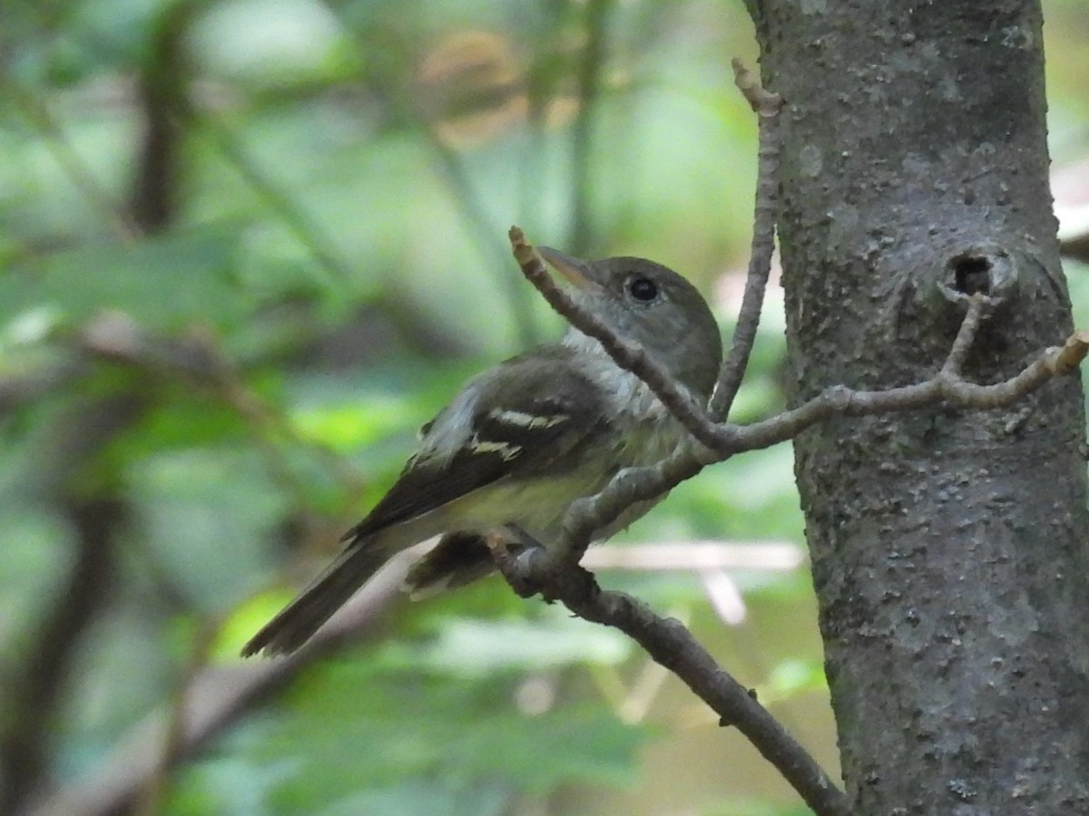 Acadian Flycatcher - ML638501453