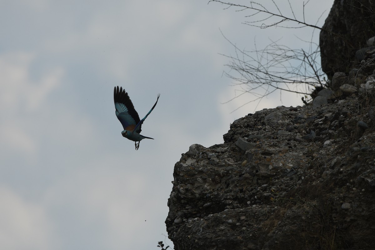 European Roller - ML638501468