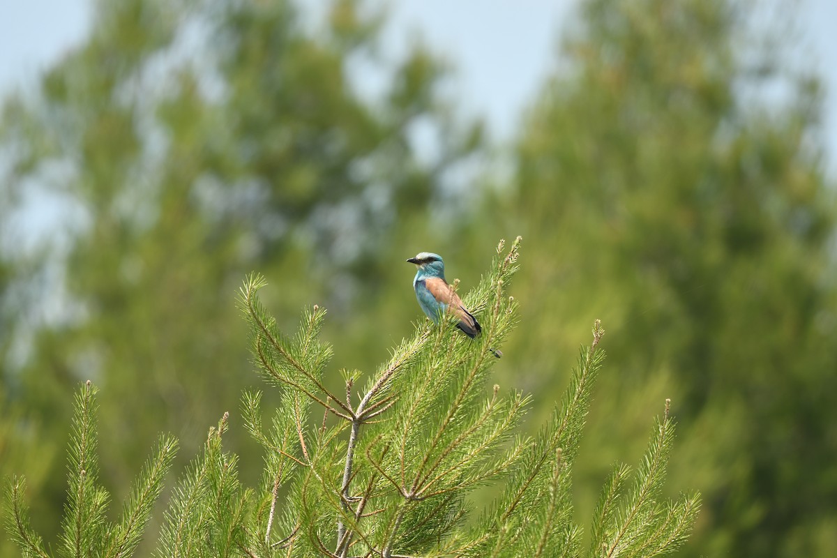 European Roller - ML638501469