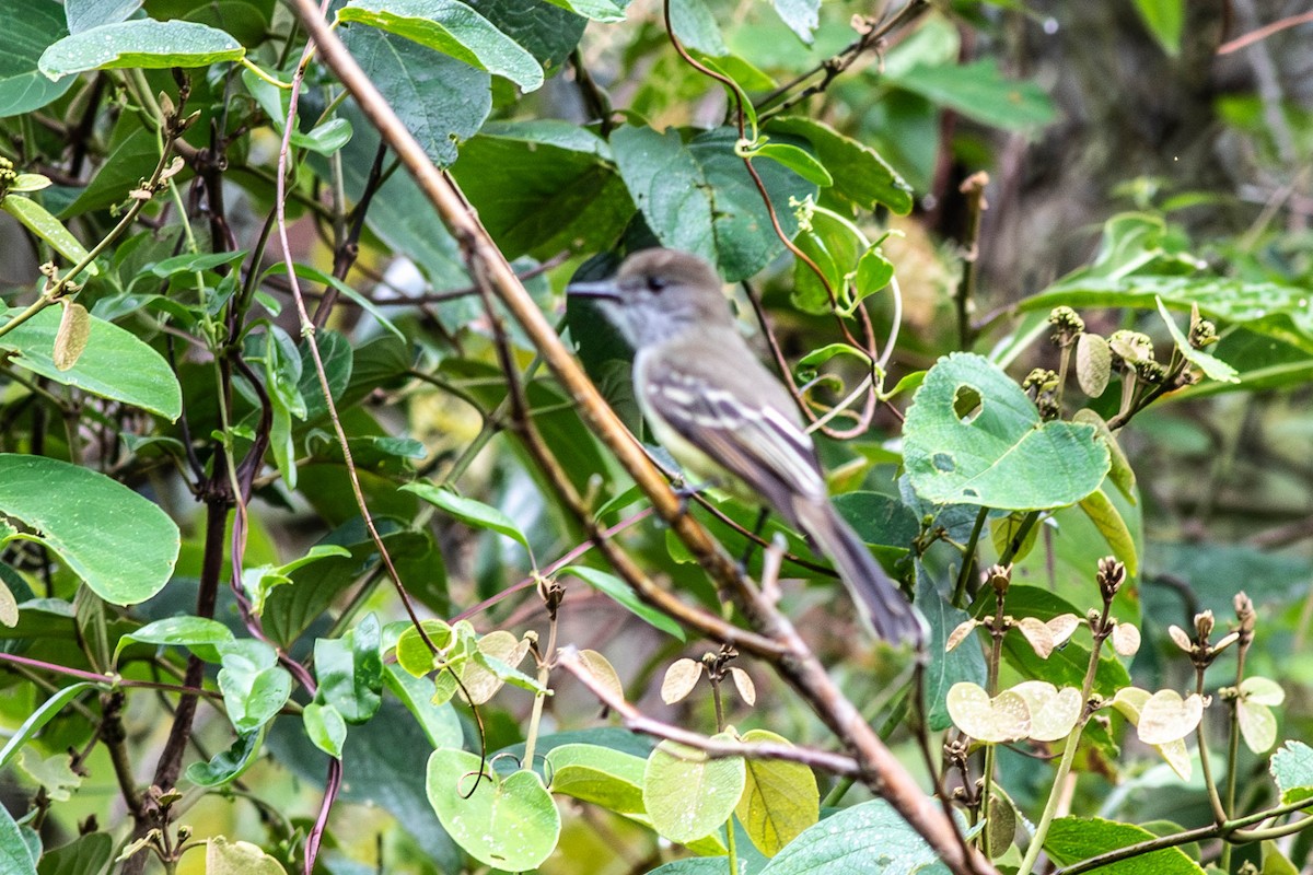 Pale-edged Flycatcher - ML638501474