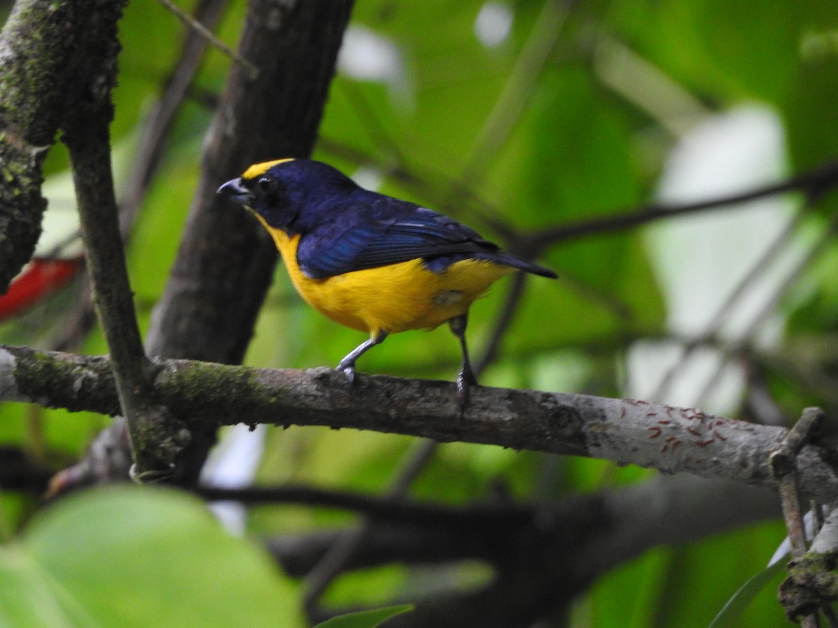 Thick-billed Euphonia - ML638501475