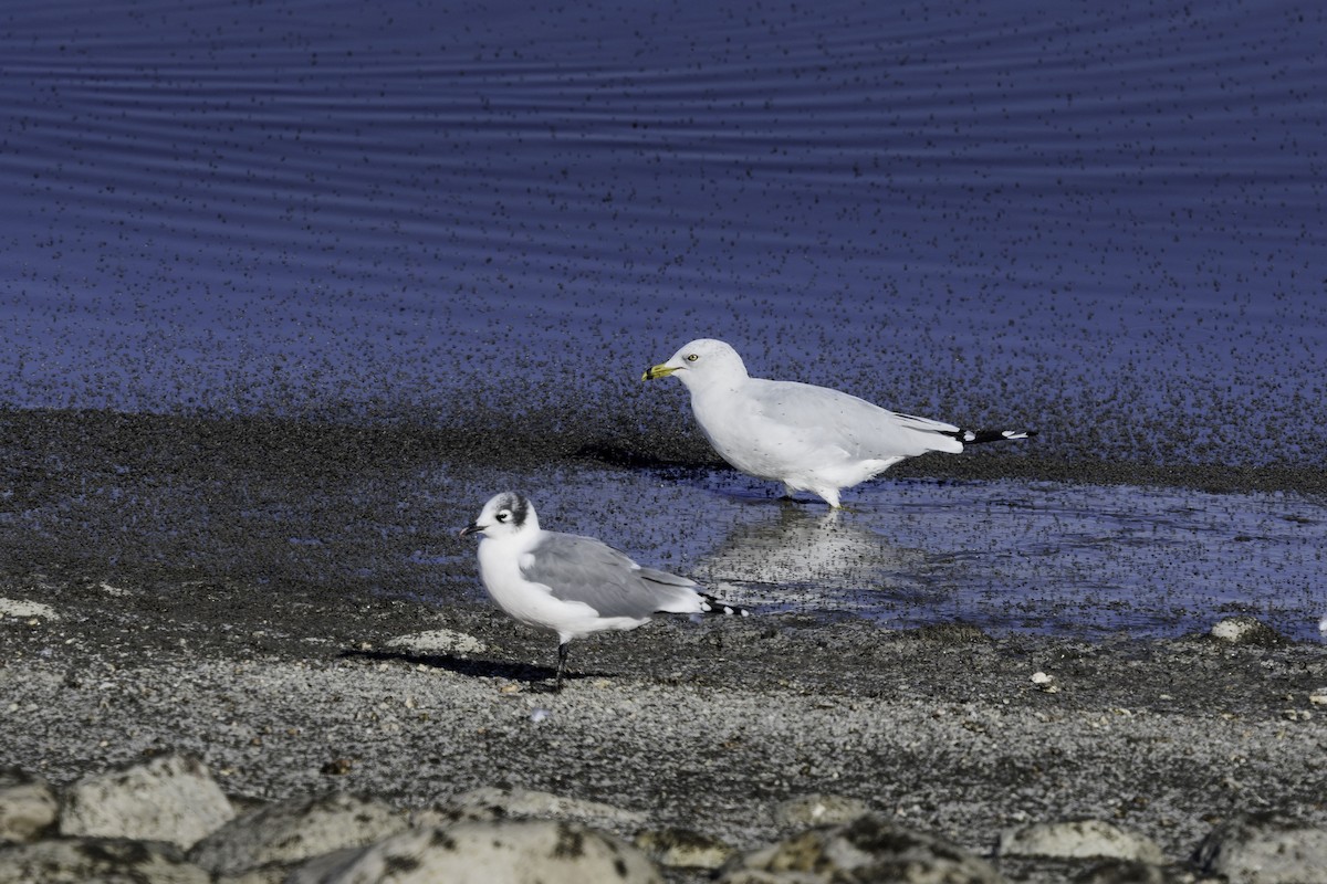 Ring-billed Gull - ML638501479