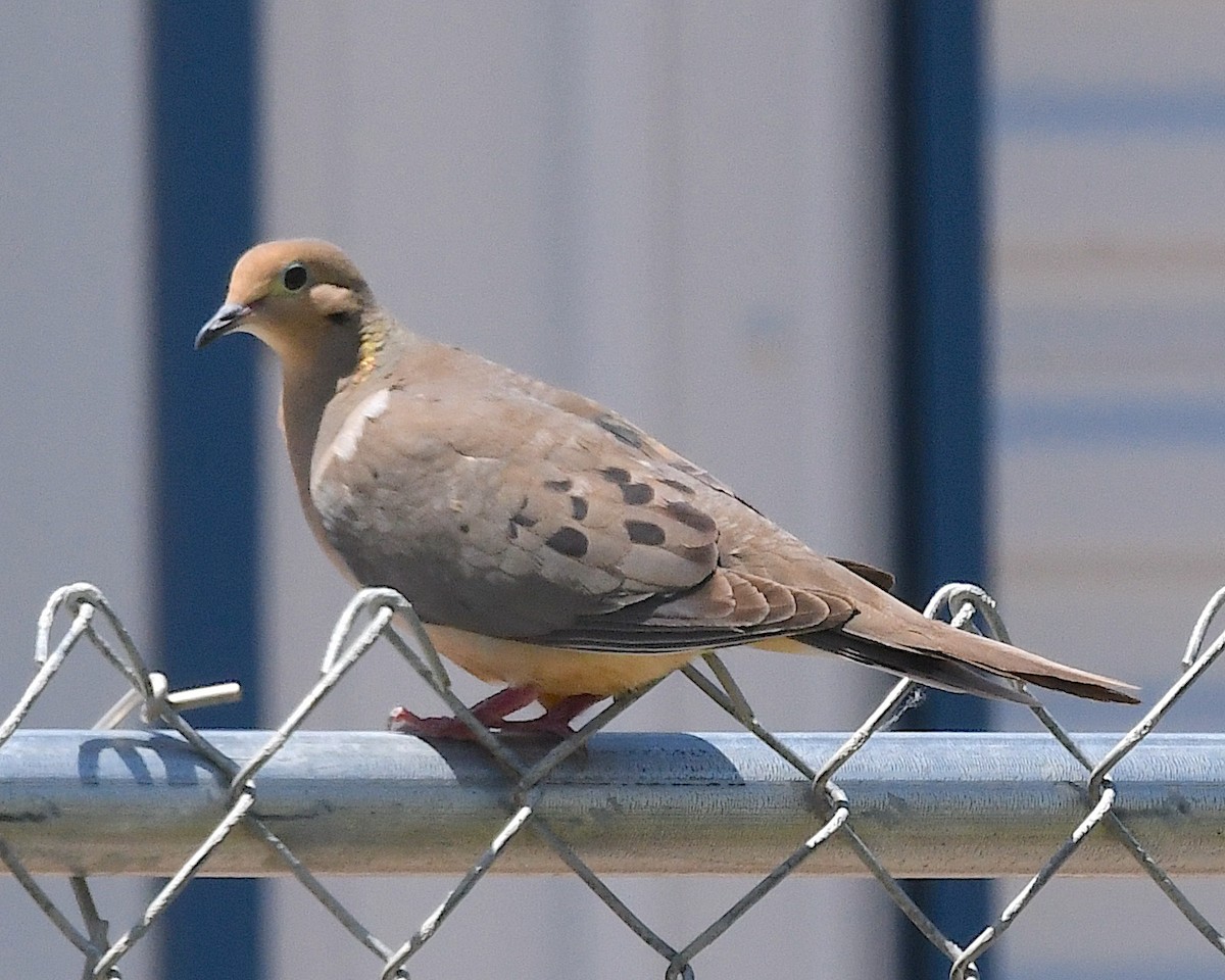 Mourning Dove - ML638501500