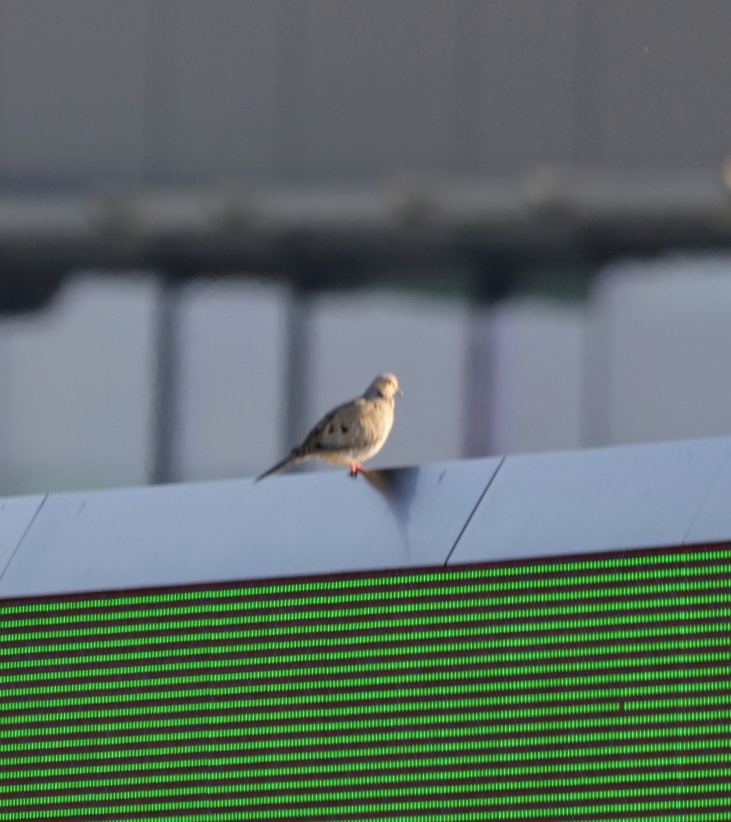 Mourning Dove - ML638501506