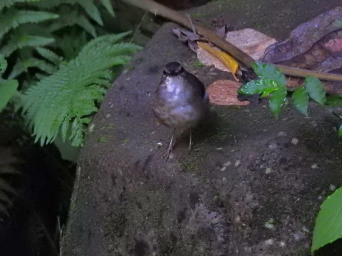 Buff-rumped Warbler - ML638501550