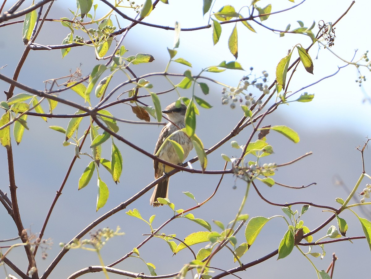 Vermilion Flycatcher - ML638501567