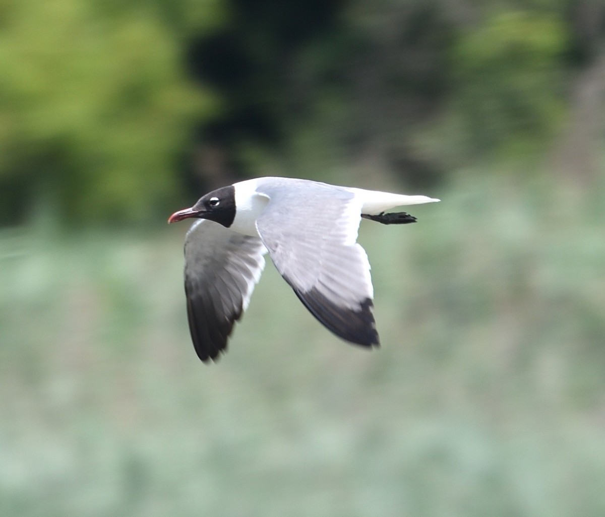 Laughing Gull - ML638501574