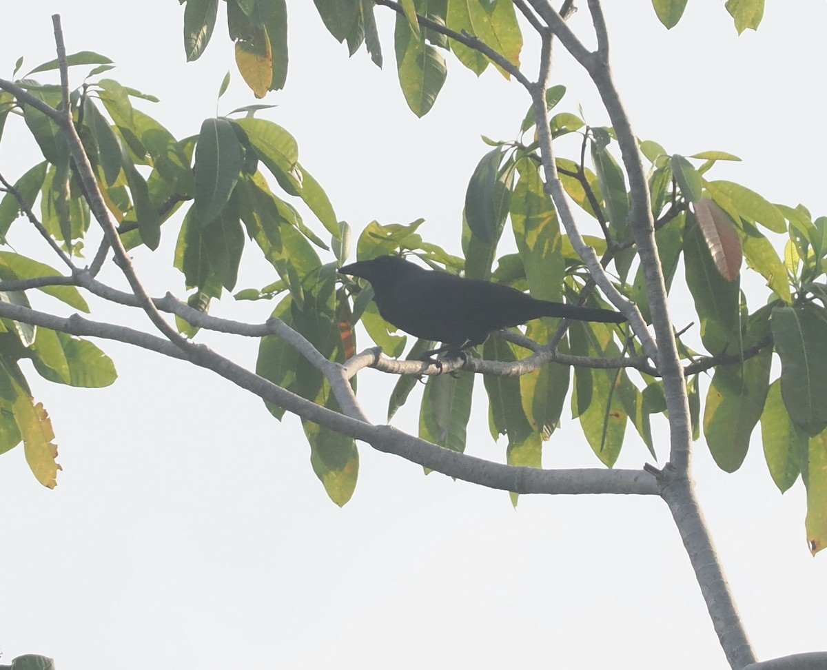 Flores Crow - ML638501576
