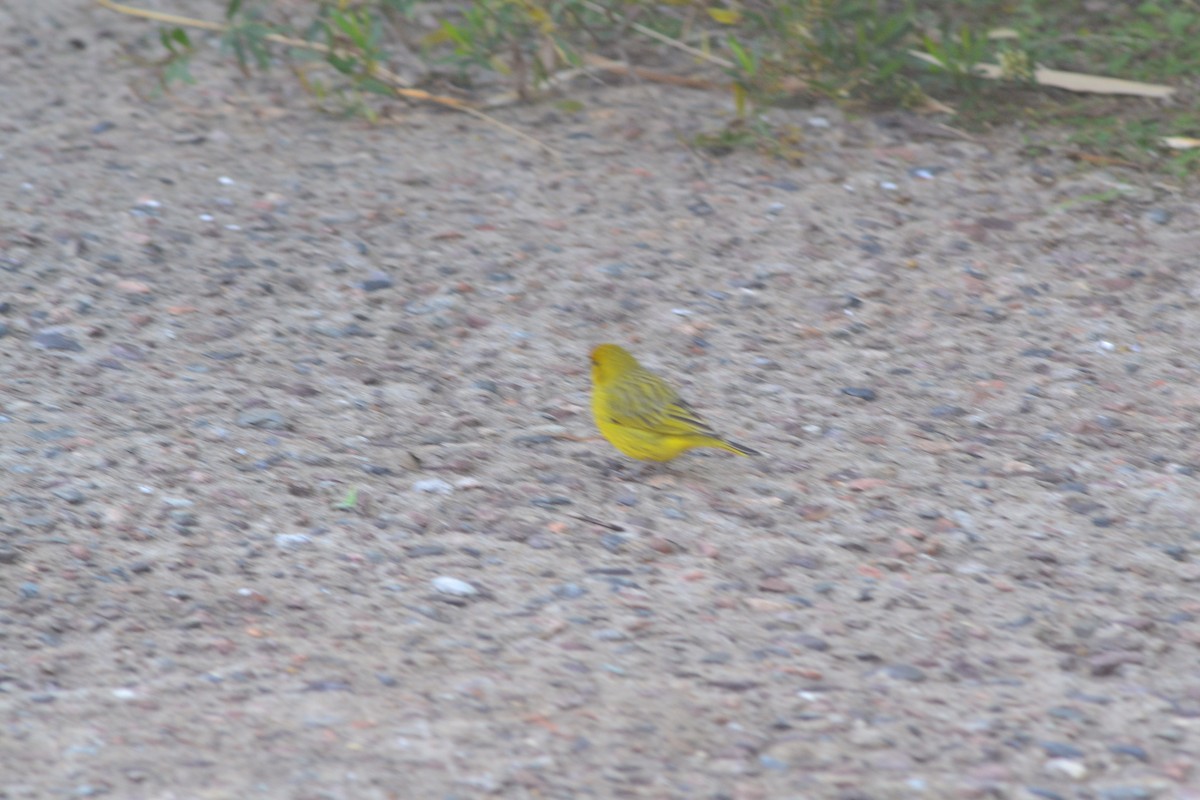 Saffron Finch - ML638501577