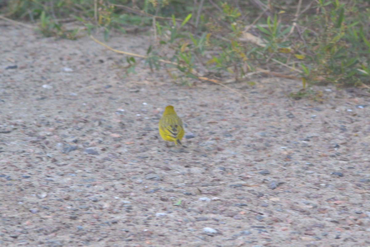 Saffron Finch - ML638501578