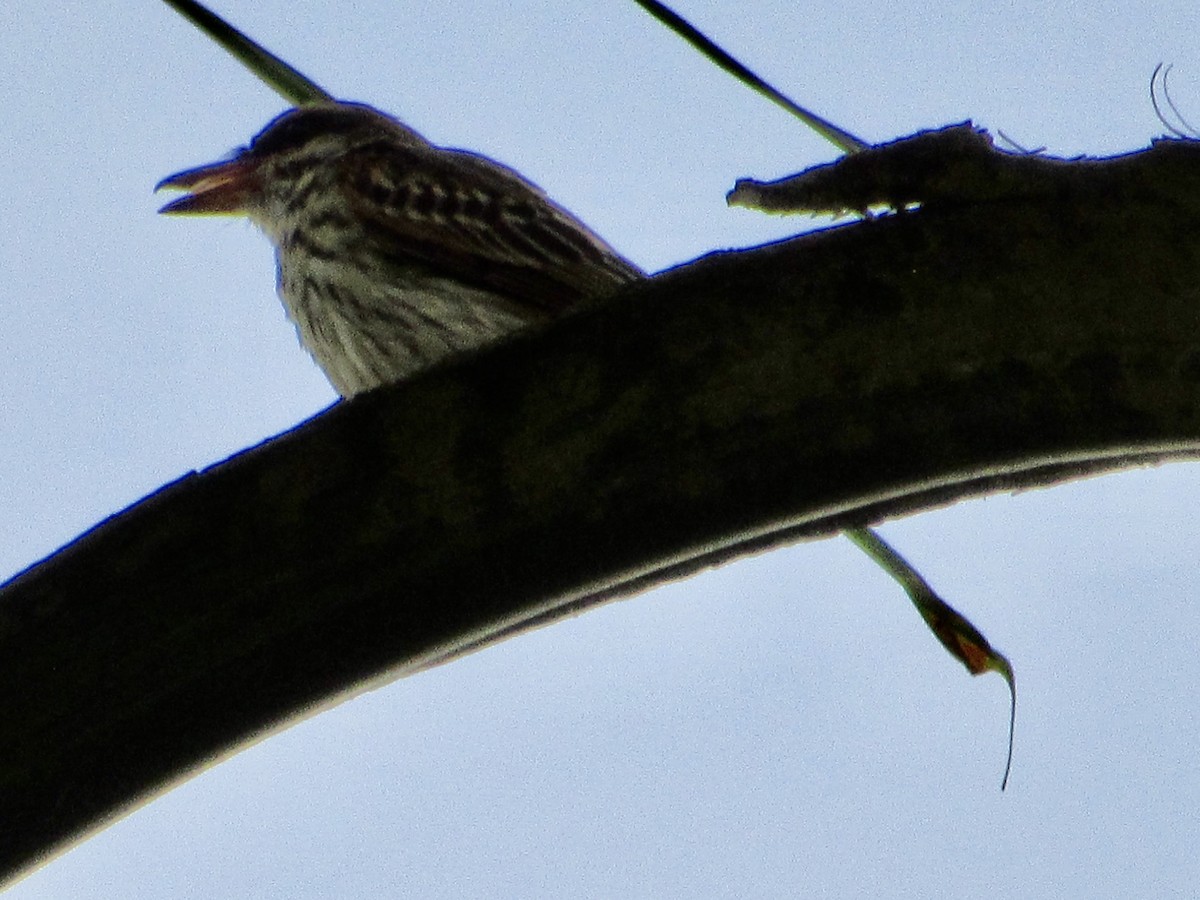 Streaked Flycatcher - ML638501583