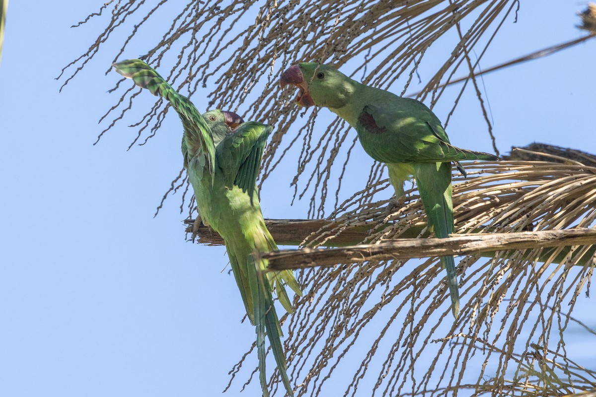 Alexandrine Parakeet - ML638501609