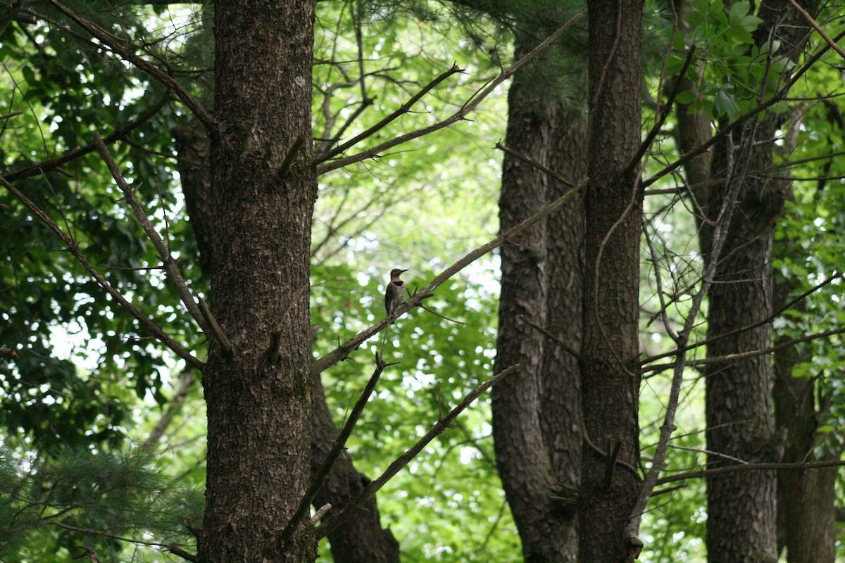 Northern Flicker - ML638501628