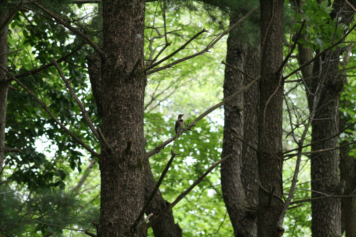 Northern Flicker - ML638501629