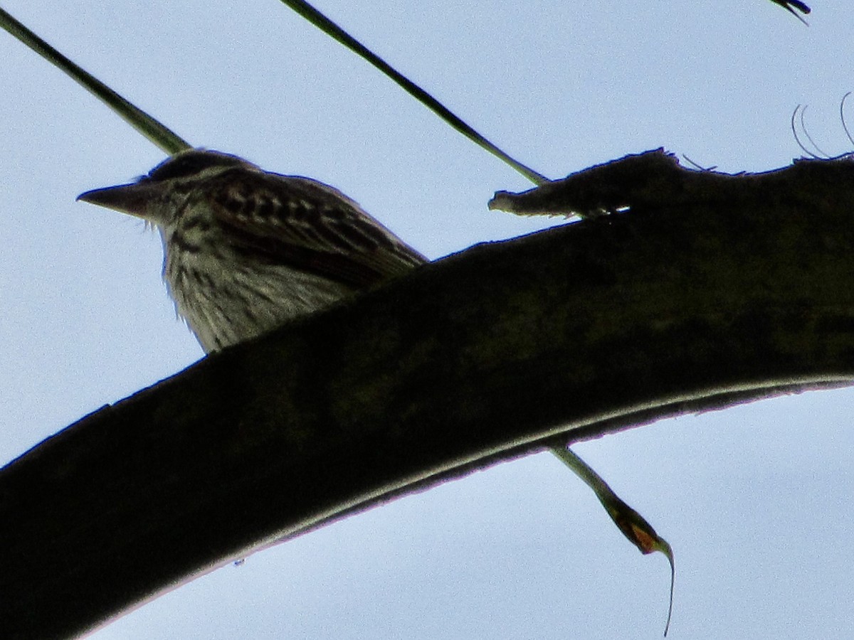 Streaked Flycatcher - ML638501641