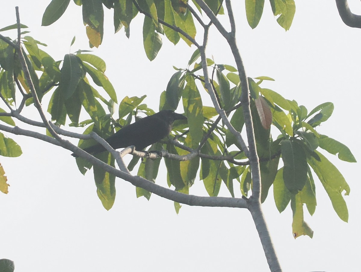 Flores Crow - ML638501648