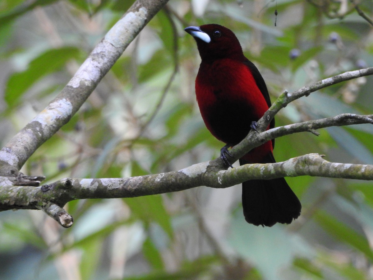 Crimson-backed Tanager - ML638501650