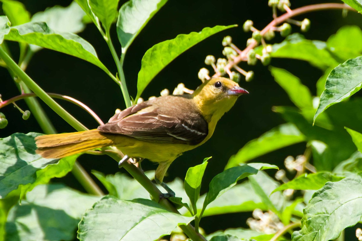 Orchard Oriole - ML638501666