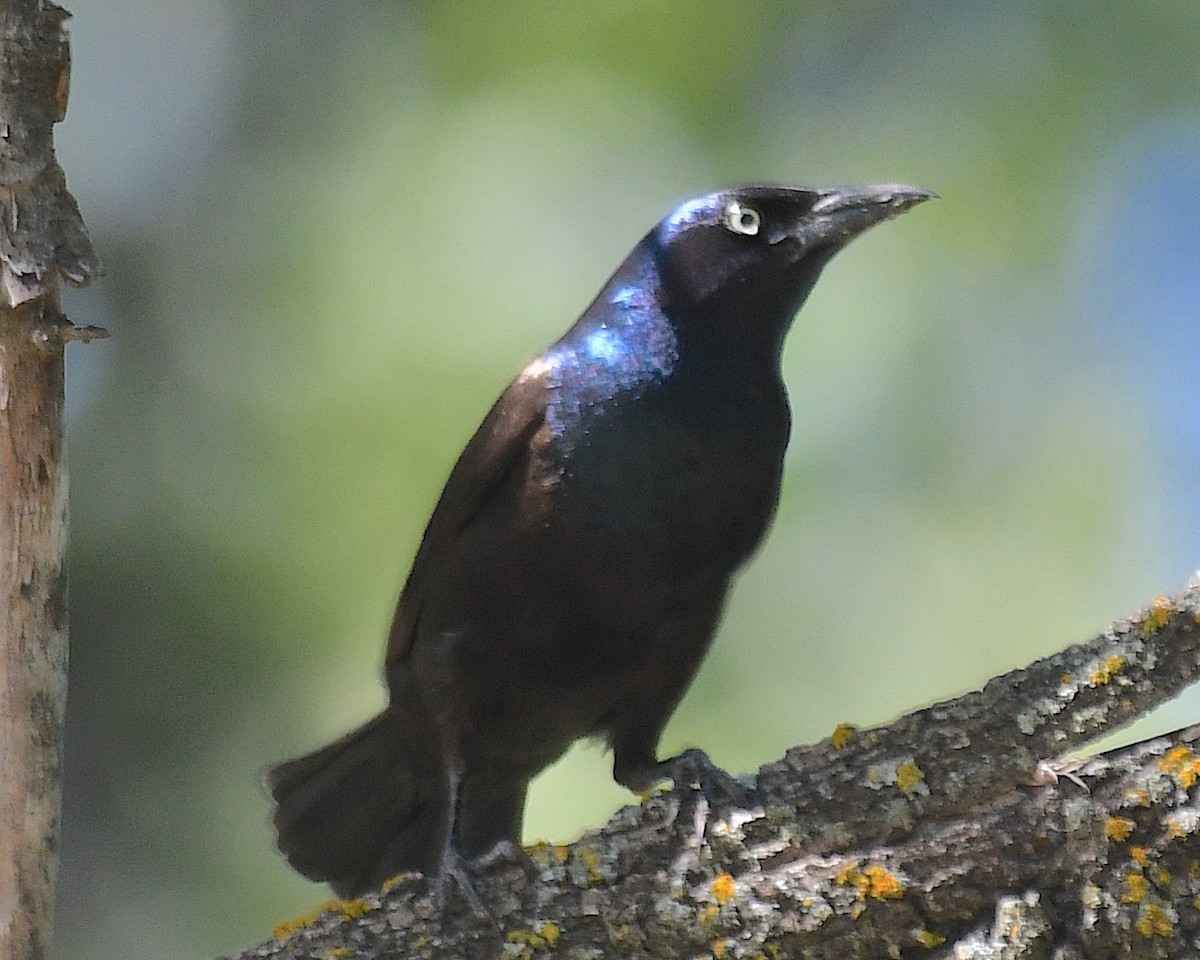 Common Grackle - ML638501677