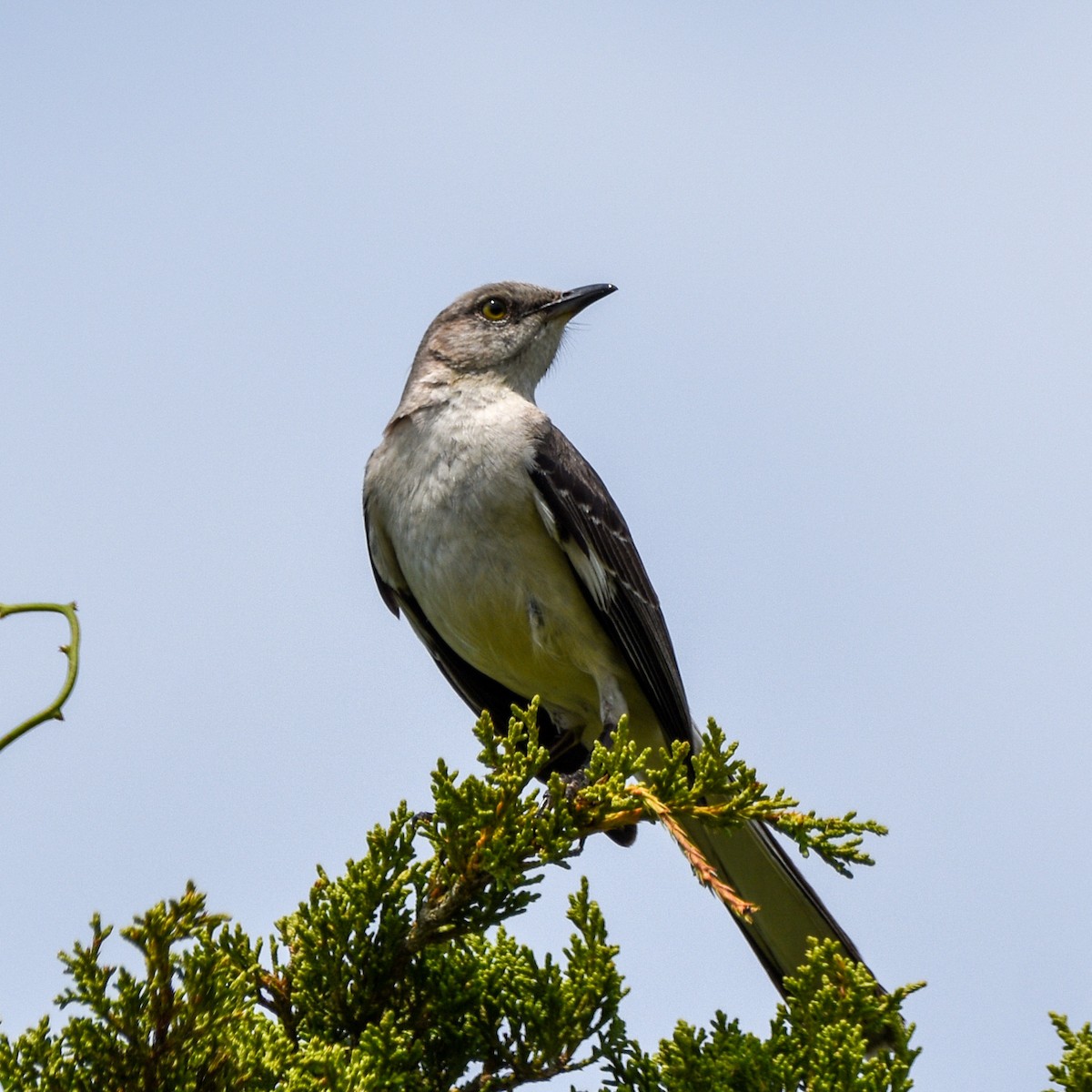 Northern Mockingbird - ML638501682