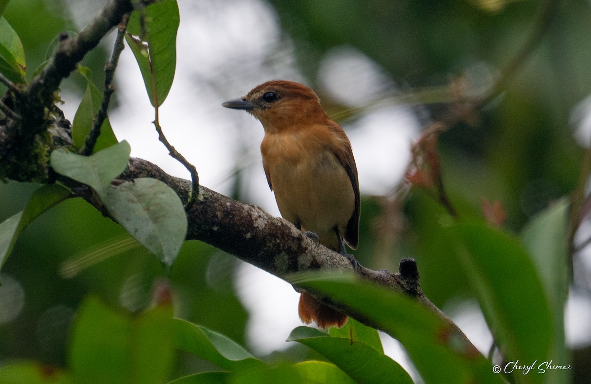Cinnamon Becard - ML638501688