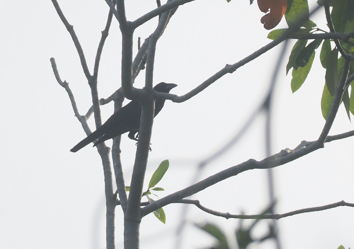 Flores Crow - ML638501706