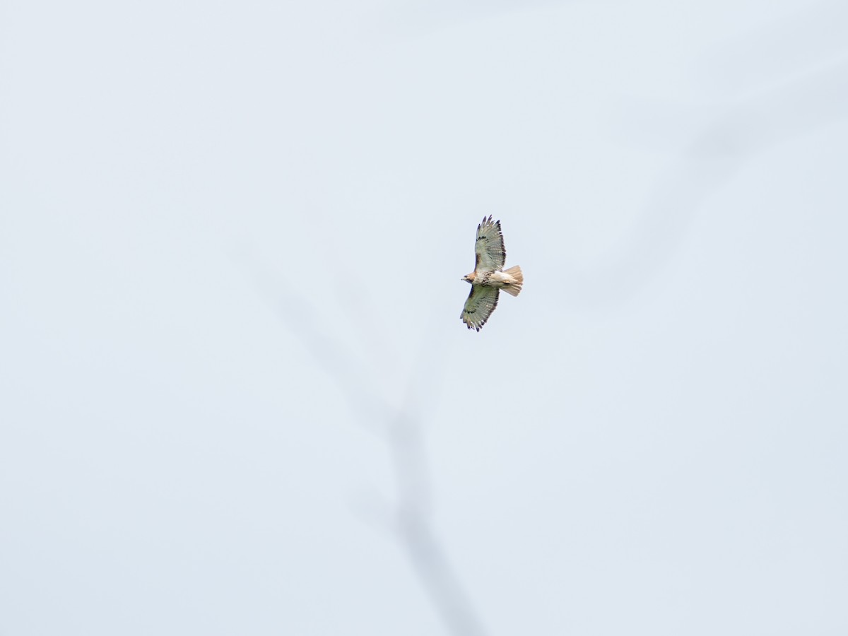 Red-tailed Hawk - ML638501709