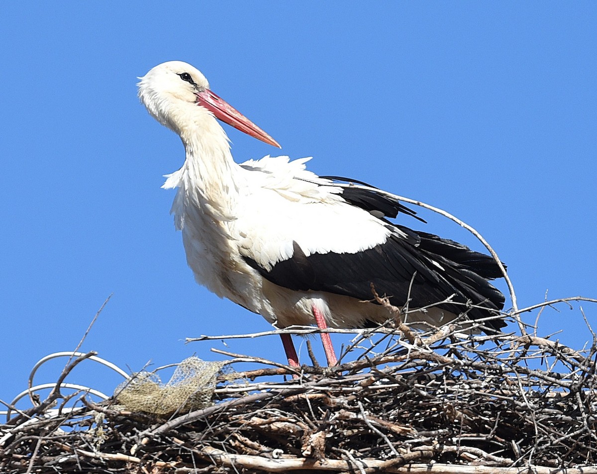 White Stork - ML638501729