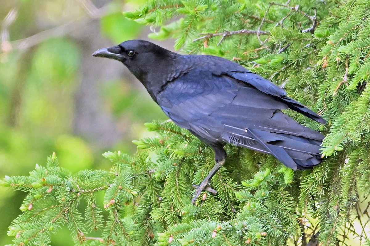 amerikakråke - ML638501761