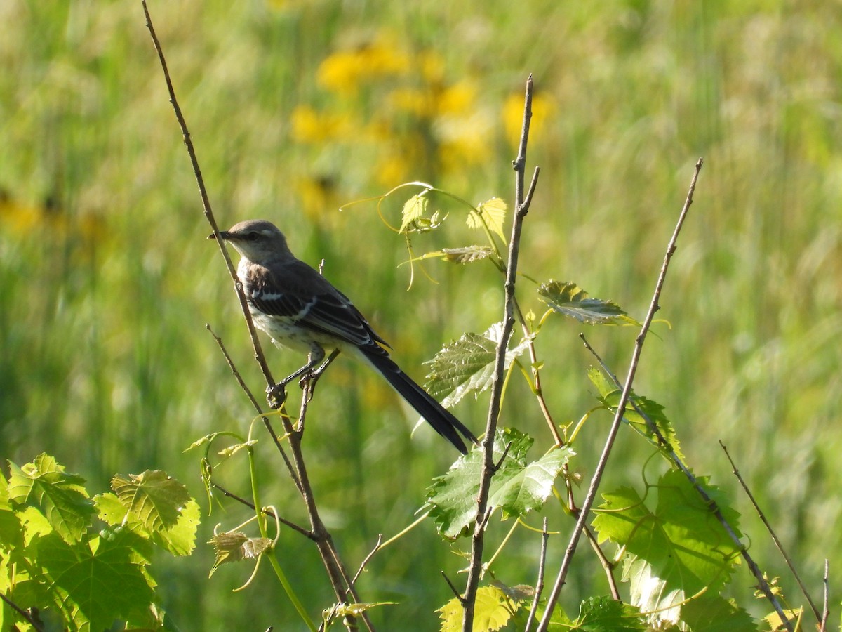 Northern Mockingbird - ML638501766
