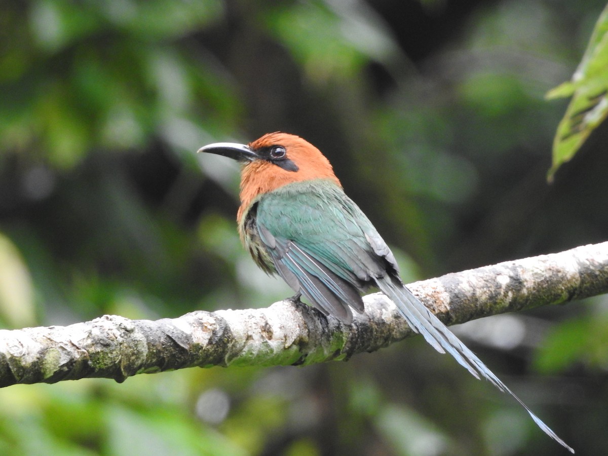 Broad-billed Motmot - ML638501767
