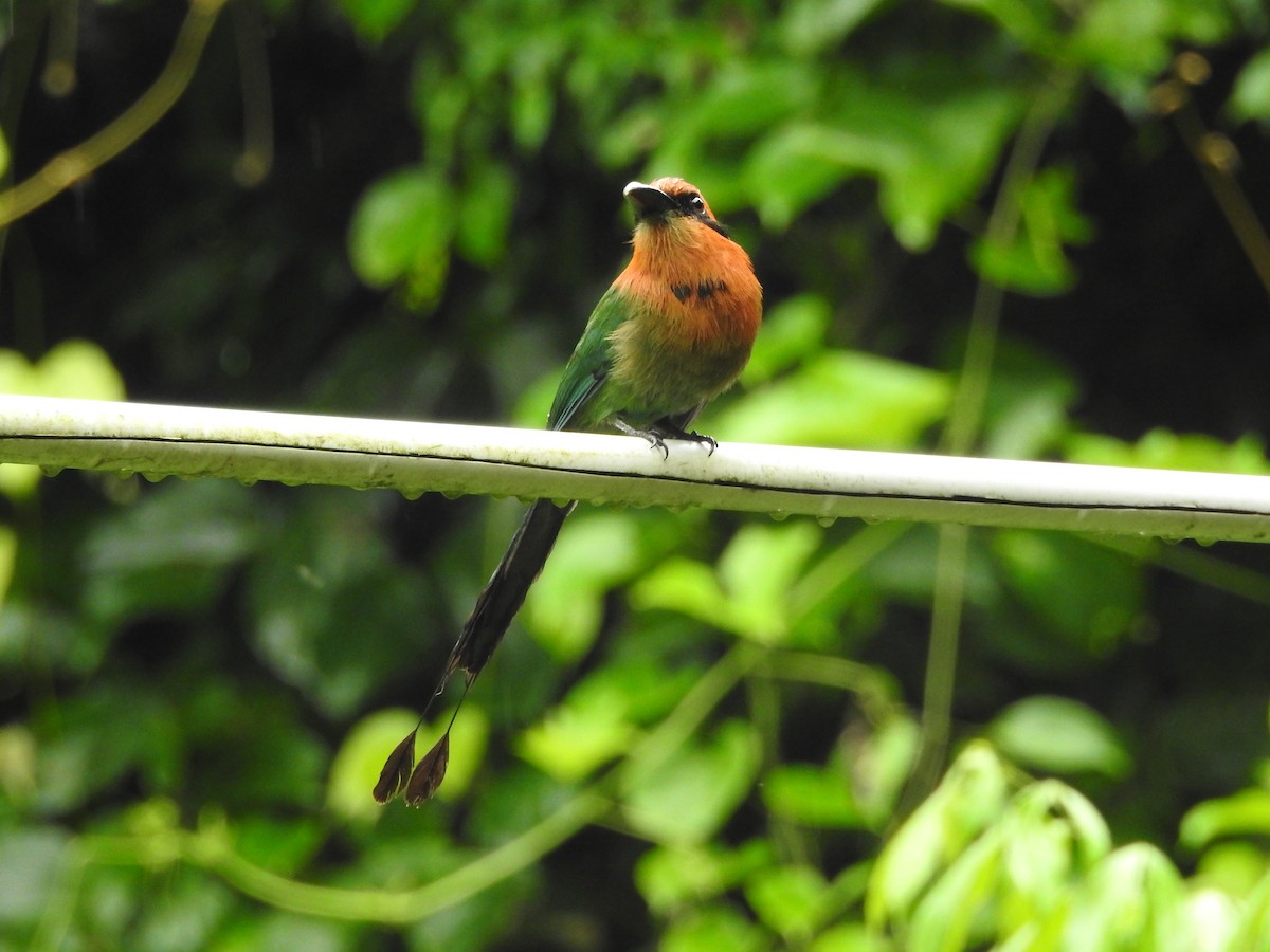 Broad-billed Motmot - ML638501770
