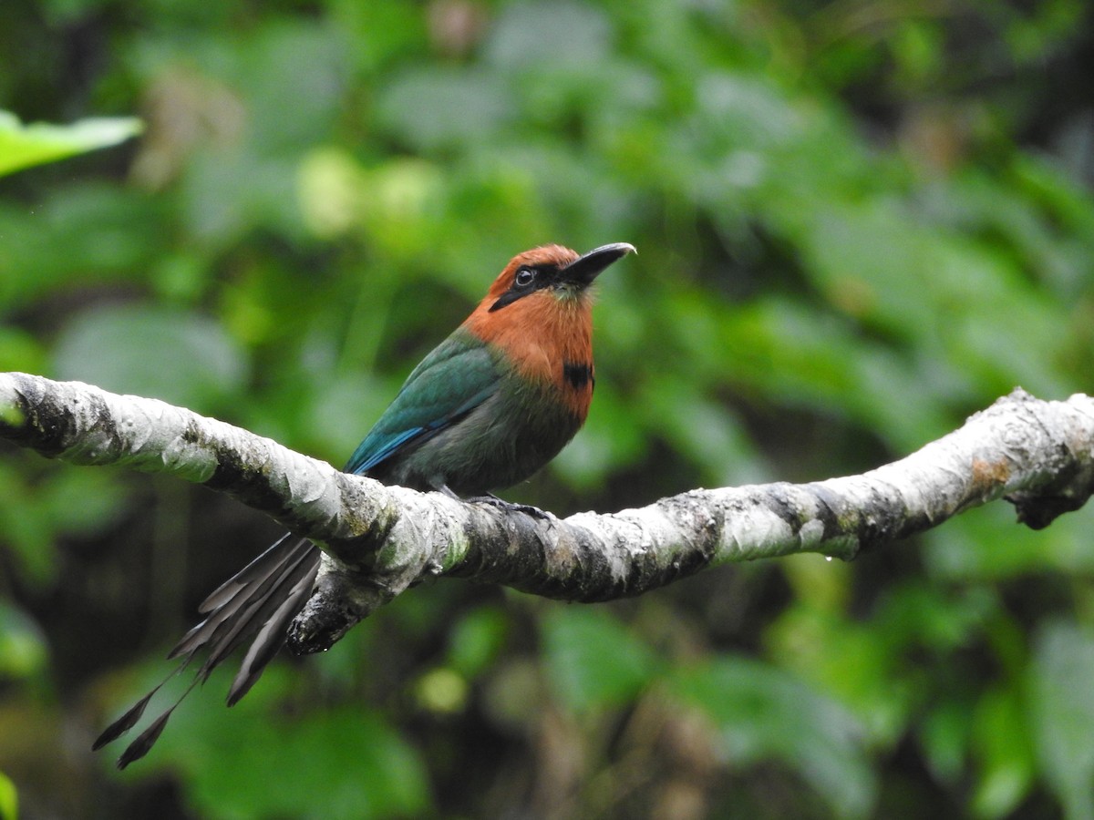 Broad-billed Motmot - ML638501773
