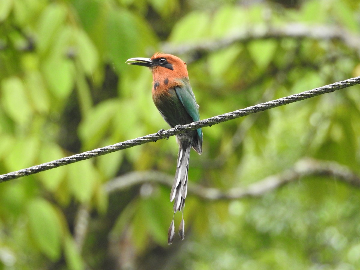 Broad-billed Motmot - ML638501774
