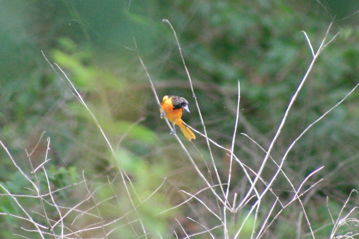 Baltimore Oriole - ML638501803