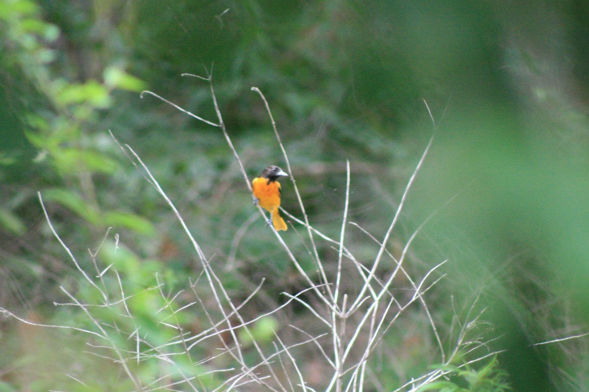 Baltimore Oriole - ML638501804
