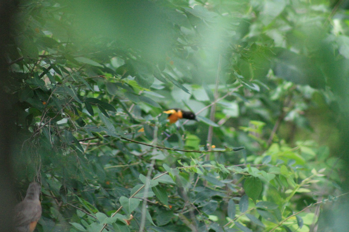 Baltimore Oriole - ML638501805