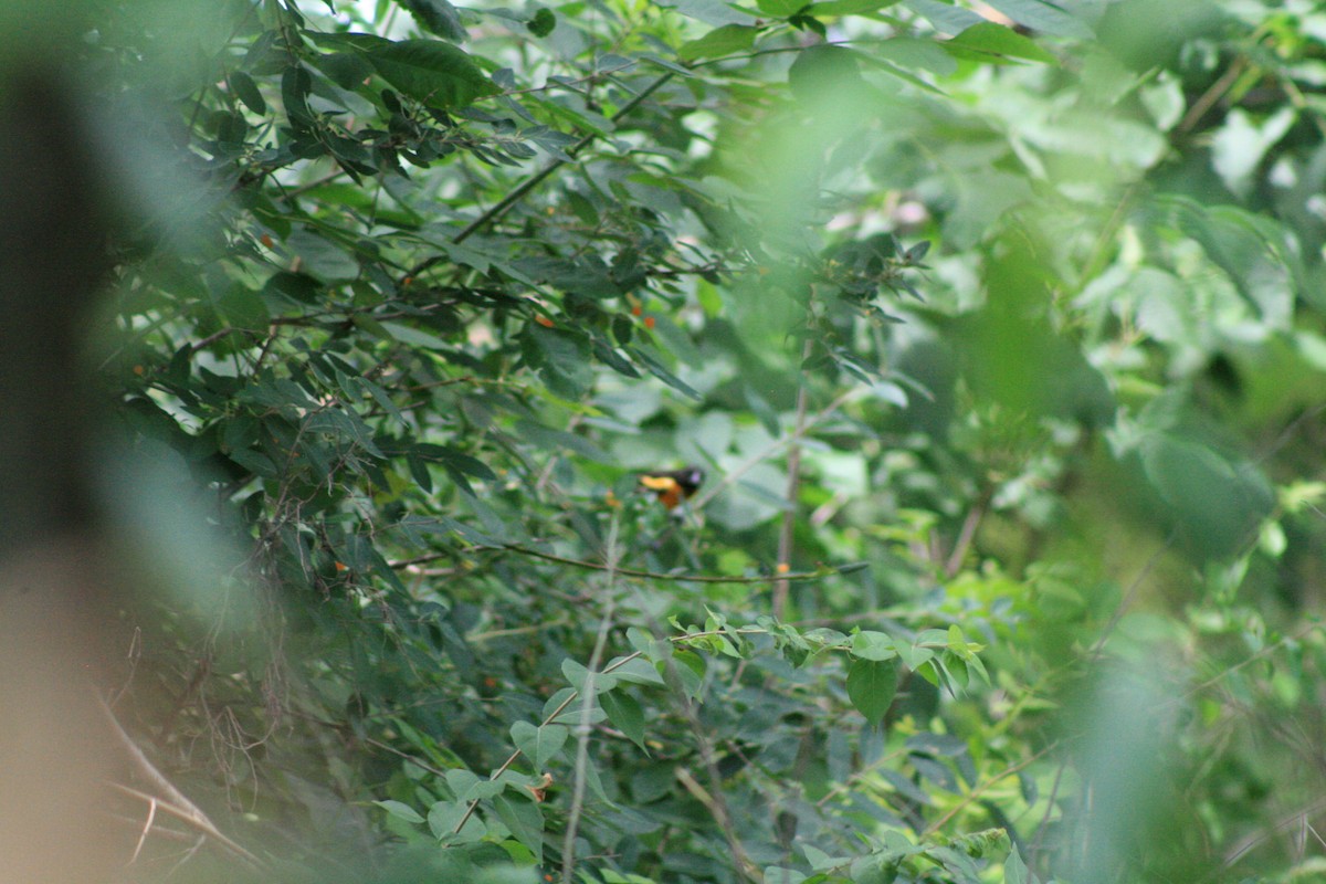 Baltimore Oriole - ML638501806