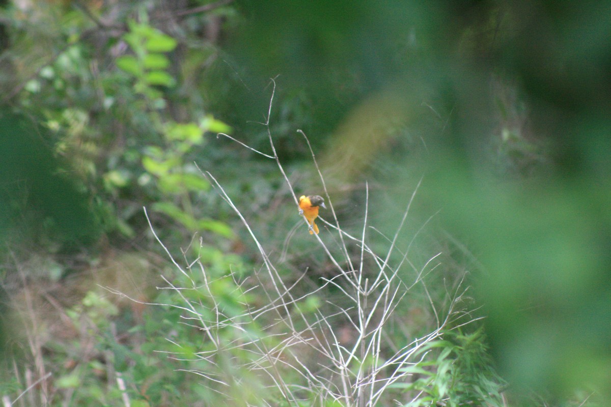 Baltimore Oriole - ML638501807